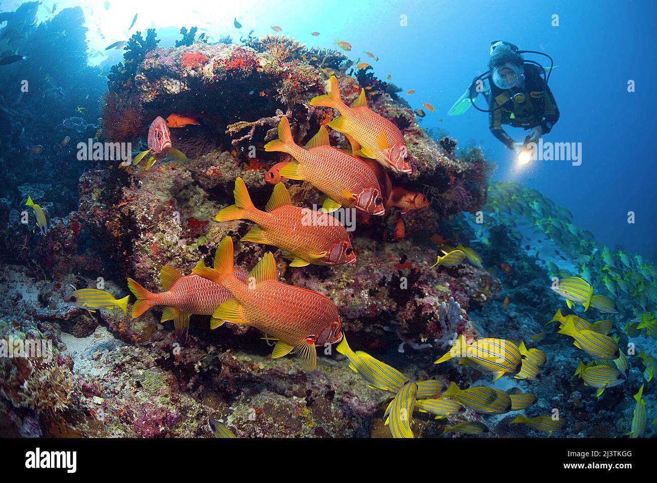 Scuba diver in a coral reef with a group Giant squirrelfish (Sargocentron spiniferum), South Male Atoll, Maldives, Indian Ocean, Asia Stock Photo