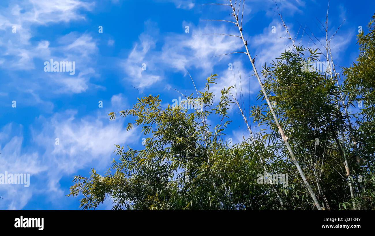 Panoramic up view green trees hi-res stock photography and images - Alamy