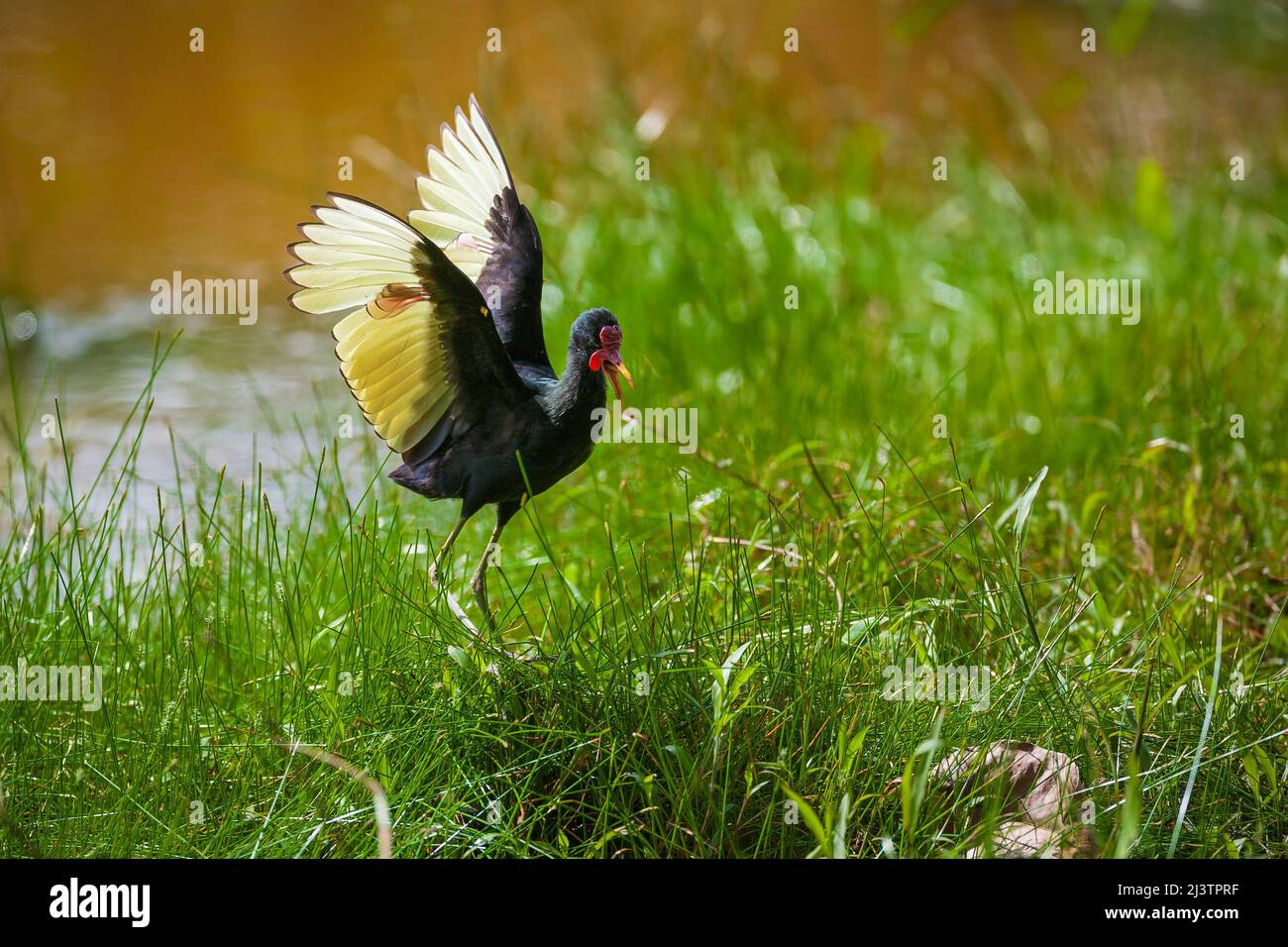 Wattled jacana, Jacana jacana, in flight near a pond in Coclecito, Cocle province, Republic of Panama, Central America. Stock Photo