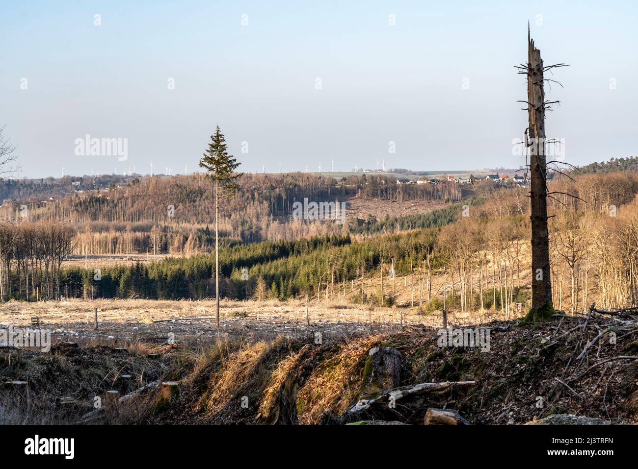 Gerodetes Waldgebiet nördlich des Ortes Hirschberg, Kreis Soest, abgestorbene Fichtenbestände wurden gefällt, tote Bäume durch Borkenkäfer Befall, Arn Stock Photo