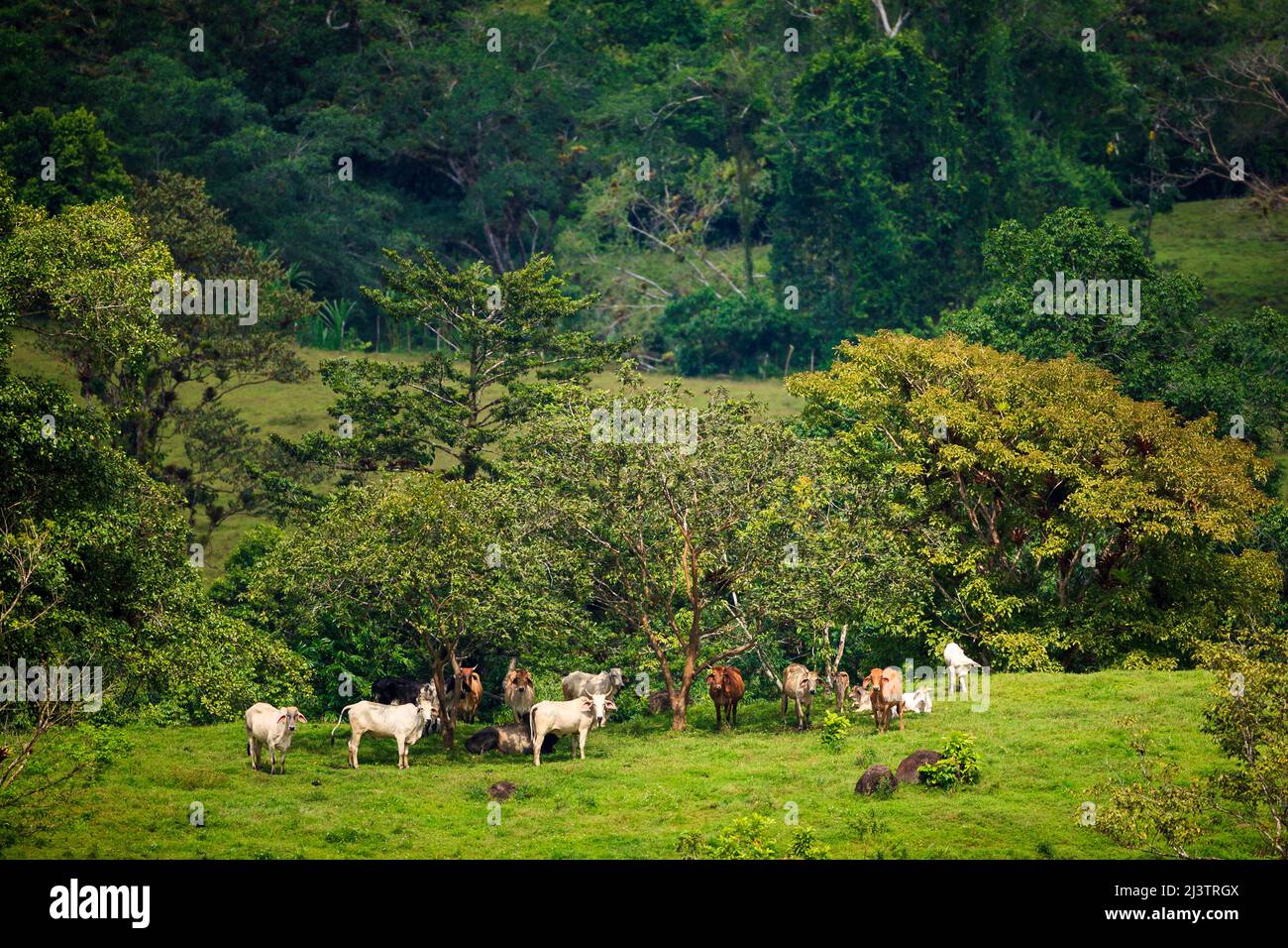 A herd of livestock in a lush and green landscape near Coclecito, Cocle province, Republic of Panama, Central America. Stock Photo