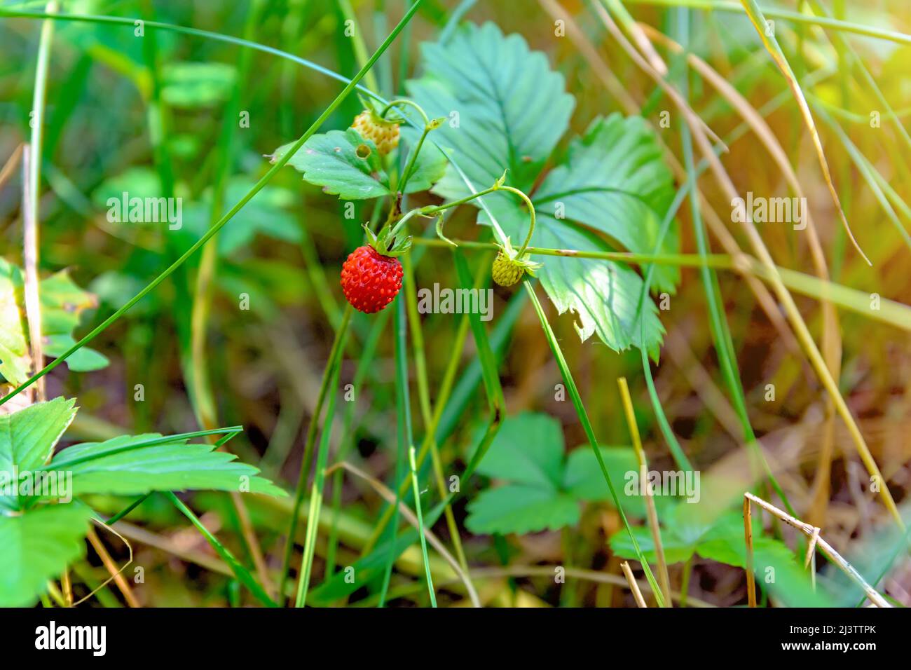 Growing Strawberries. Forest red berry Stock Photo - Alamy