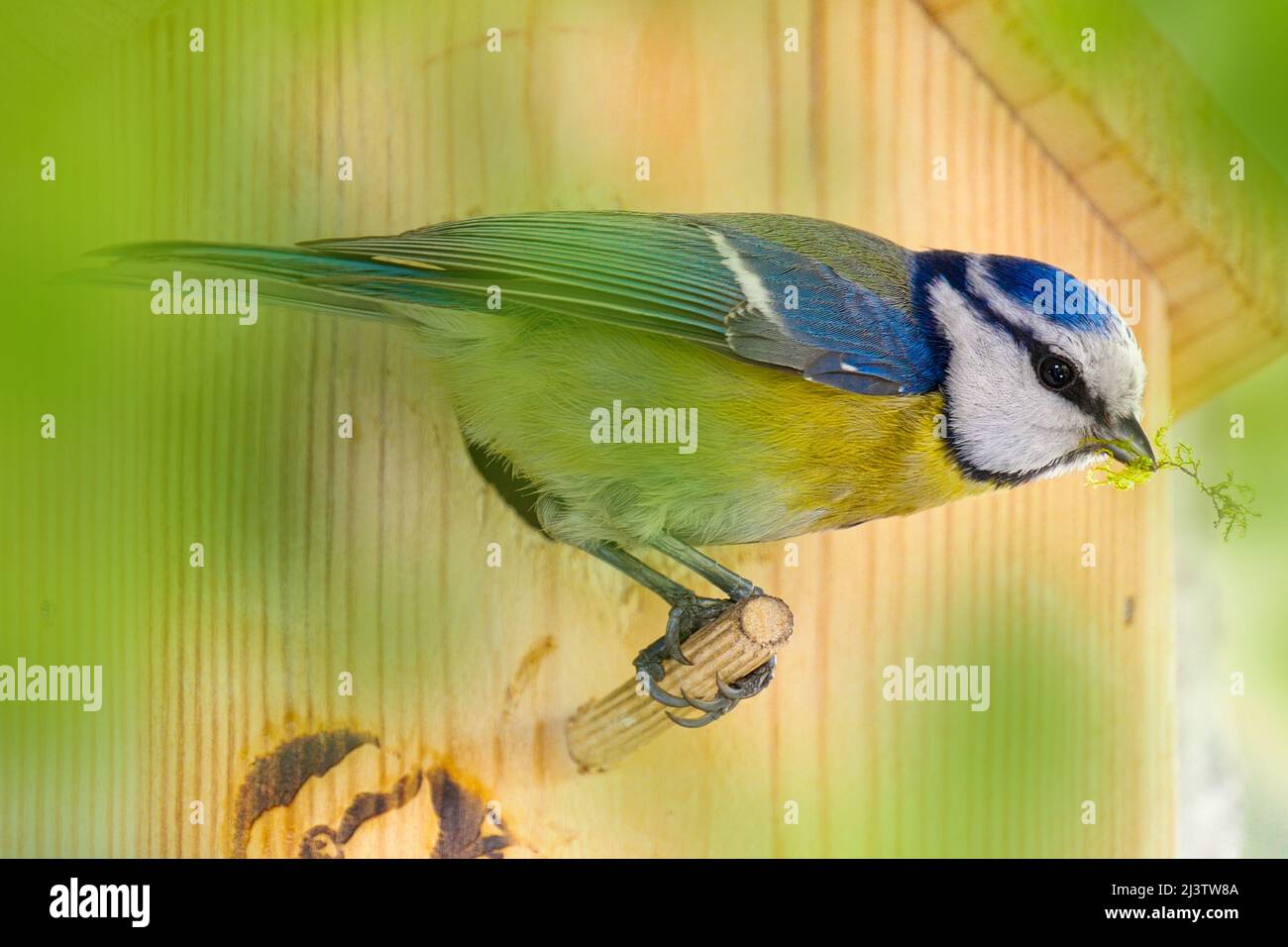 Blue tit builds a nest in the nest box. Couple of Eurasian blue tit preparing for brood, builds a nest of moss, close up view of bird. Stock Photo