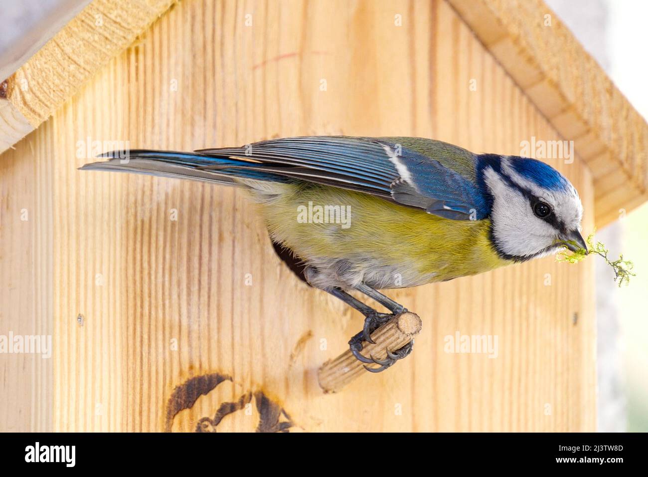 Blue tit builds a nest in the nest box. Couple of Eurasian blue tit preparing for brood, builds a nest of moss, close up view of bird. Stock Photo