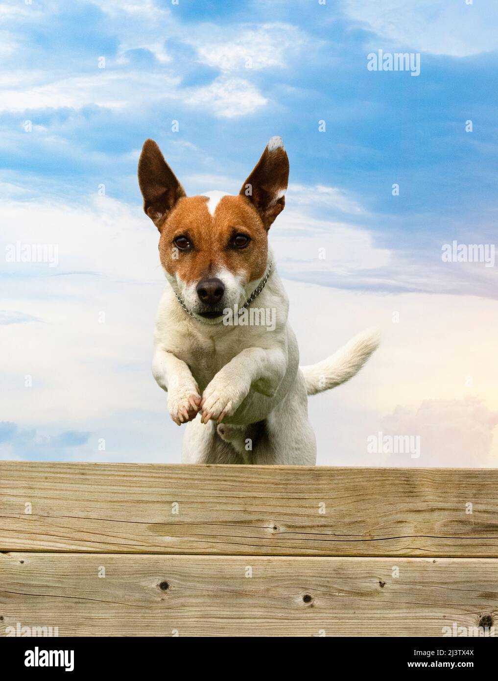 training for a jack russel terrier on a fence for obedience discipline