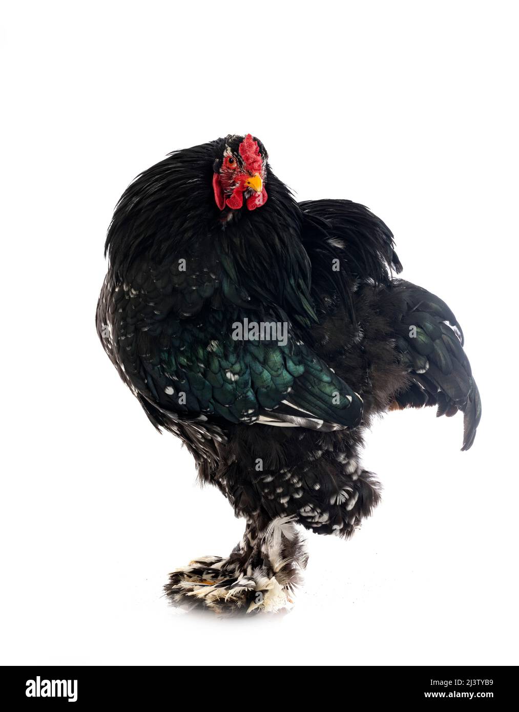 brahma chicken in front of white background Stock Photo