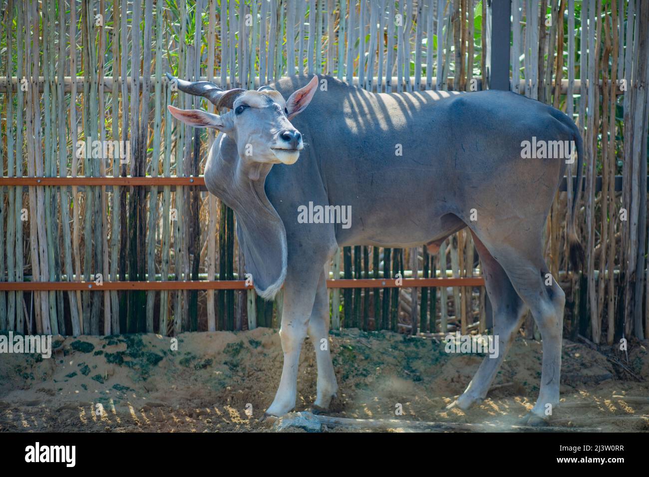 The eland lives in the Dubai Zoo Stock Photo