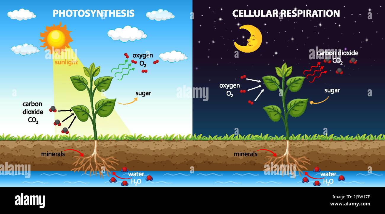 Diagram showing cellular respiration and photosynthesis illustration