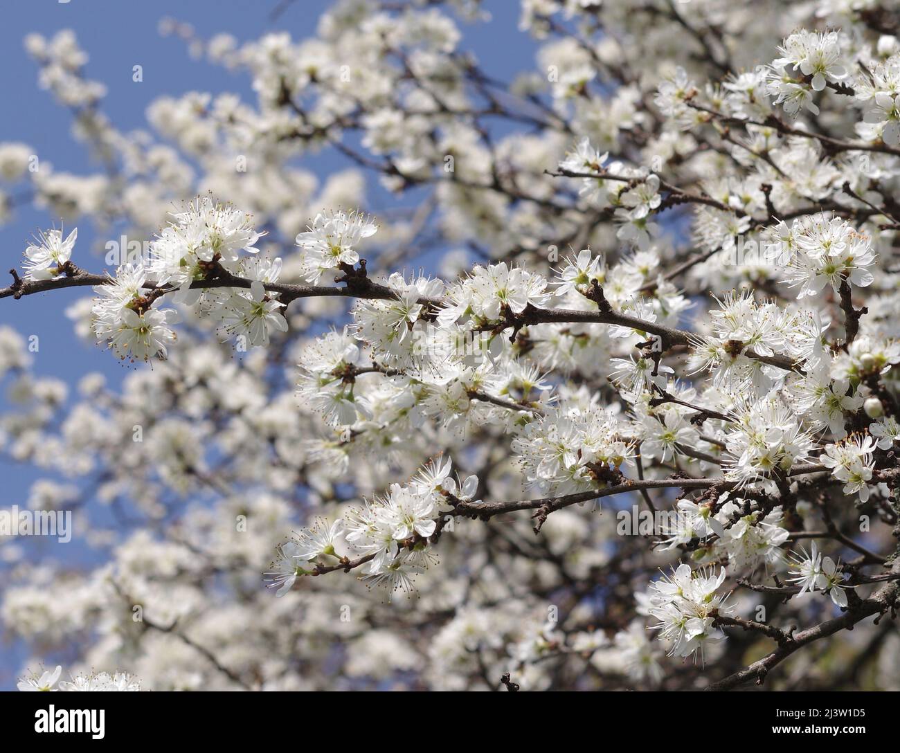 Cherry tree in bloom Stock Photo
