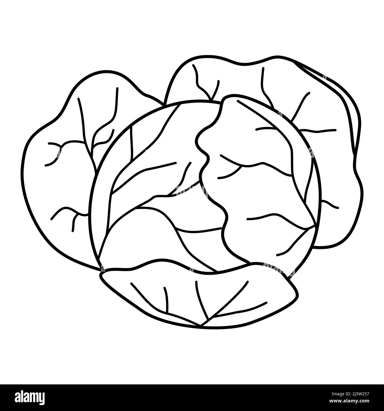 Cabbage head in cartoon style. Black and white vector illustration for coloring book Stock Vector