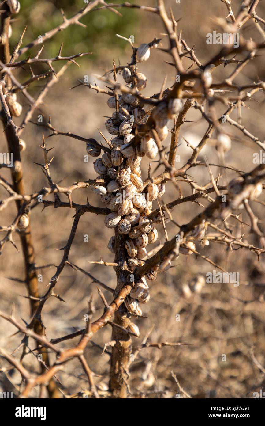 Selective focus on a dry branch with a lot of snails attached to the stem of the branch. Stock Photo
