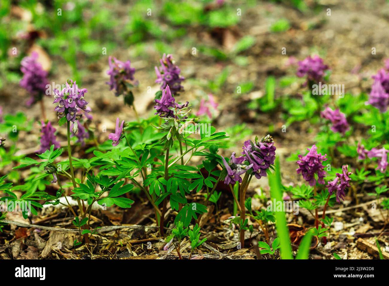 Corydalis solida on a garden. Traditional spring plant in forest of northern Europe and Asia. Seasonal flowers background concept Stock Photo
