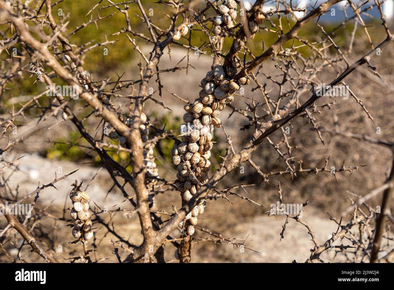 Branches of a plant without any leaves, a bunch of snails attached to the branch Stock Photo