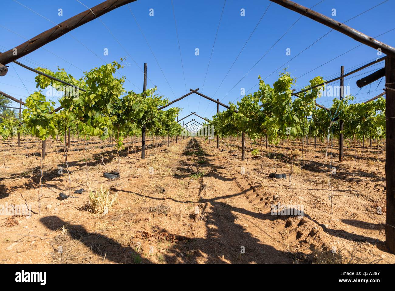 Newly planted grape vines in a vineyard in an agricultural field. Above