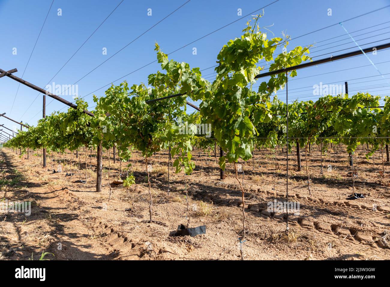 Selected focus on newly planted grape vines in the vineyard Stock Photo