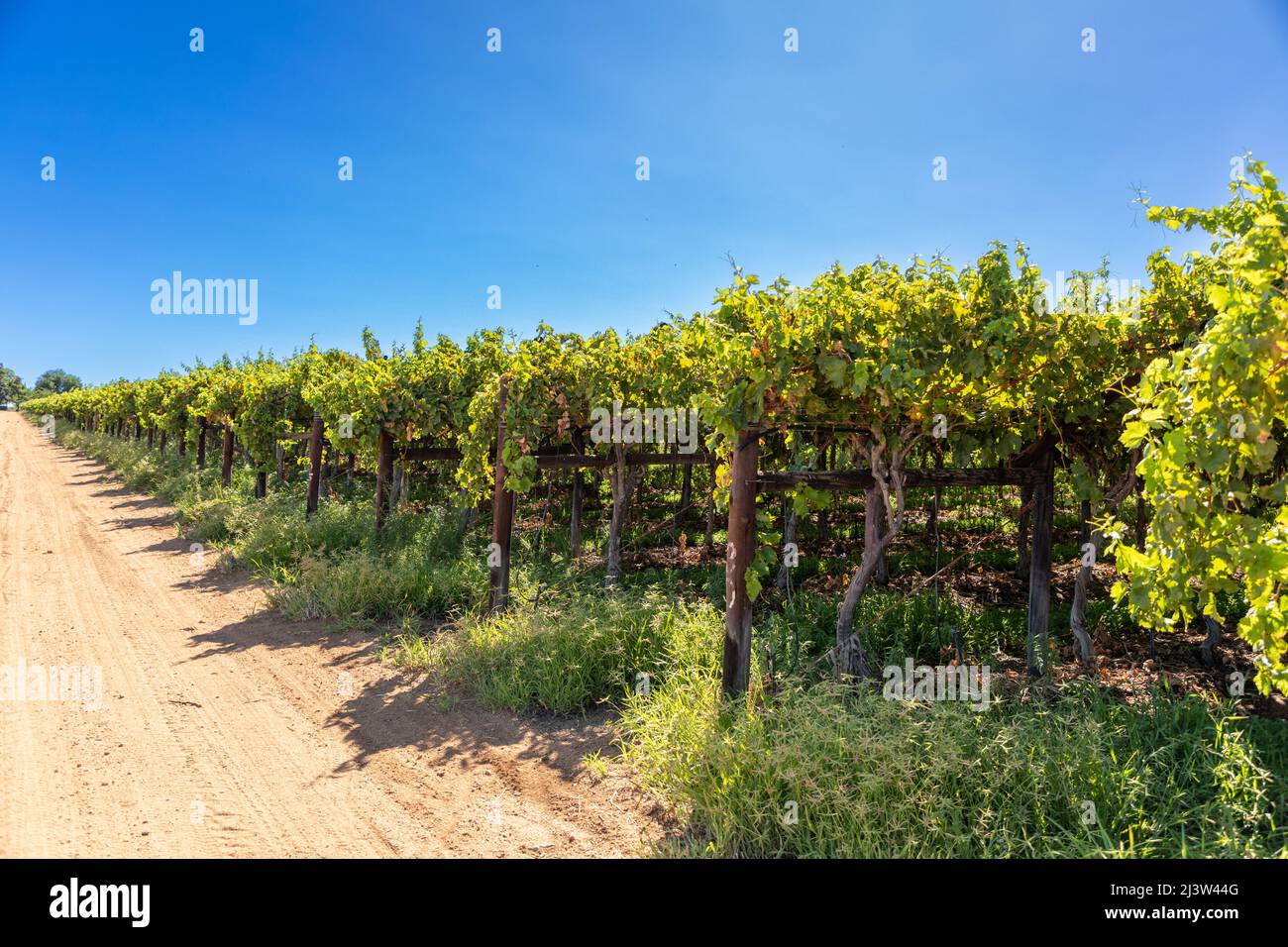 Rows of vines in a vineyard. On the lefthand side is a gravel road leading into the distance, Stock Photo