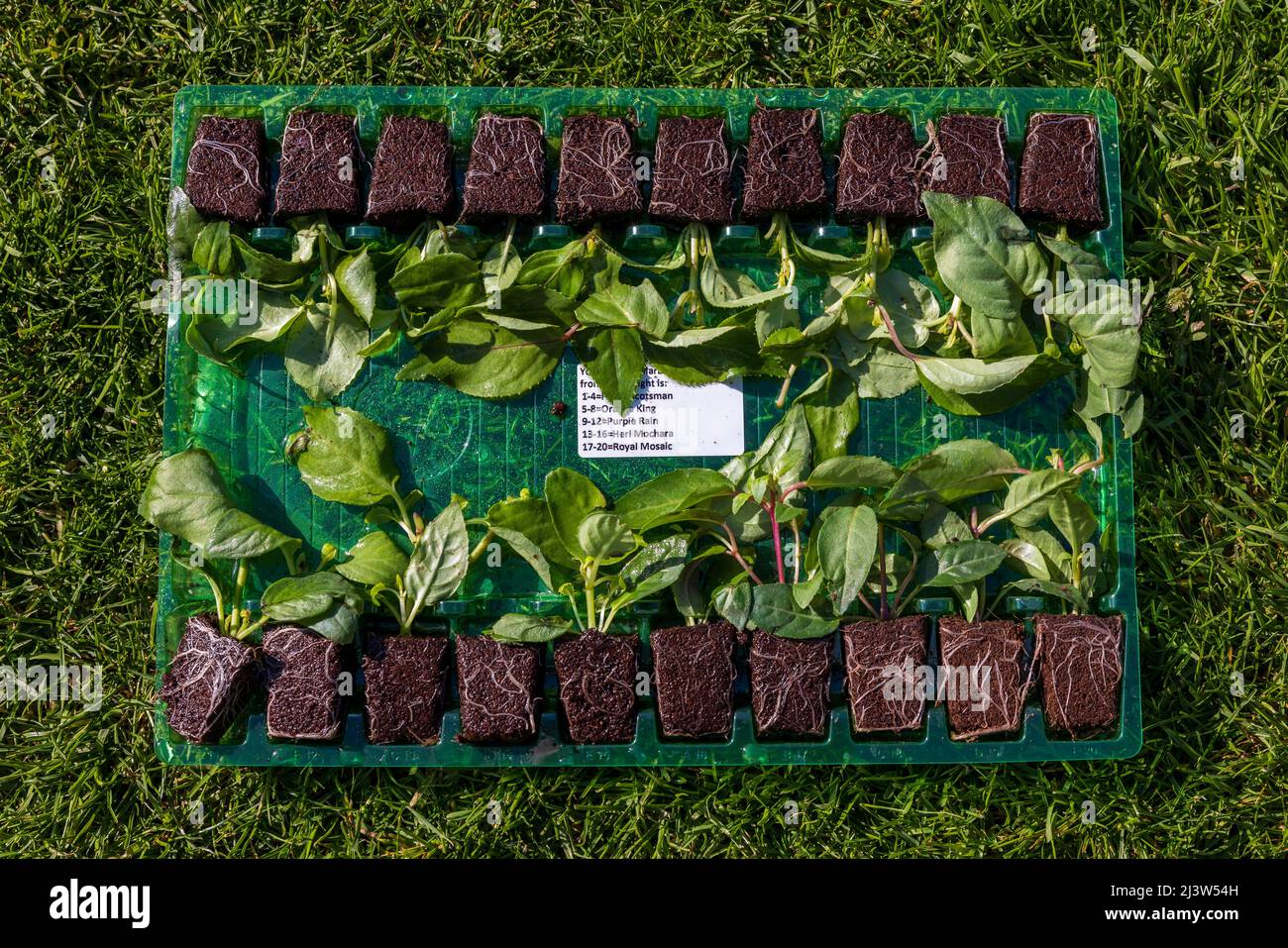 20 Fuchsia Postiplug plants Stock Photo