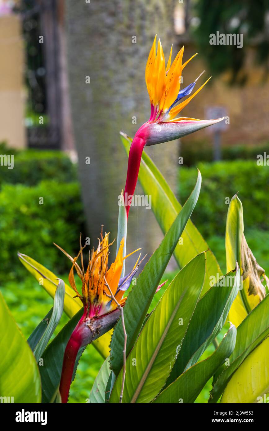 Strelitzia family hi-res stock photography and images - Alamy