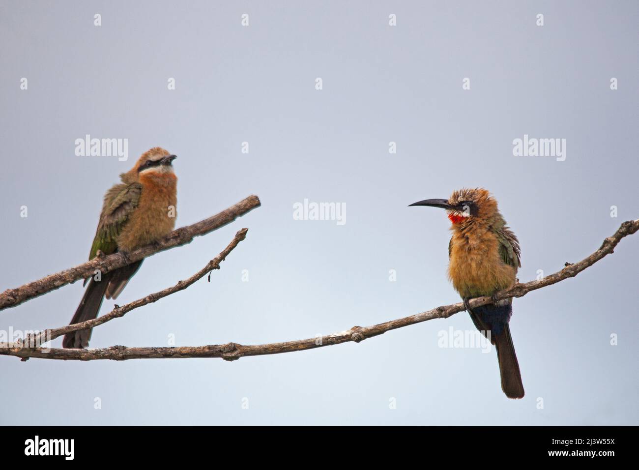 White Fronted Bee-Eater Merops bullockoides 15202 Stock Photo