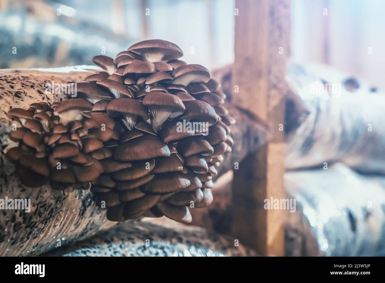 Mushrooms Farm, cultivation and growing fungus in plastic bags and