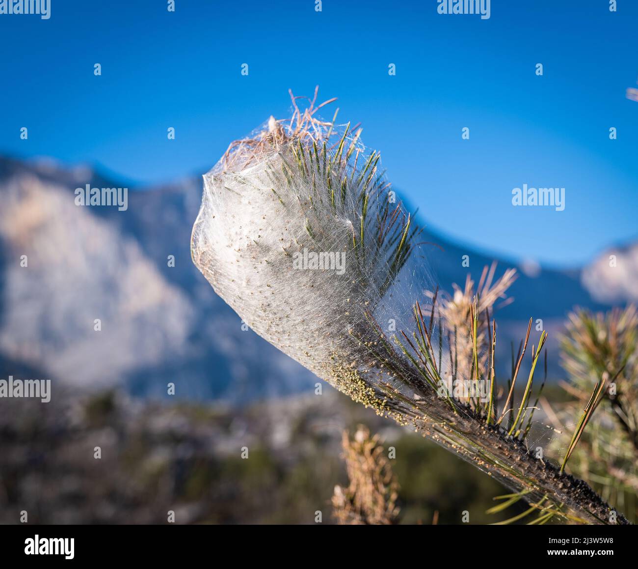 Nests of Pine Processionary larvae (Thaumetopoea pityocampa) on a pine (Pinus pinea). South Tyrol, northern Italy. pine-tree processionary Stock Photo