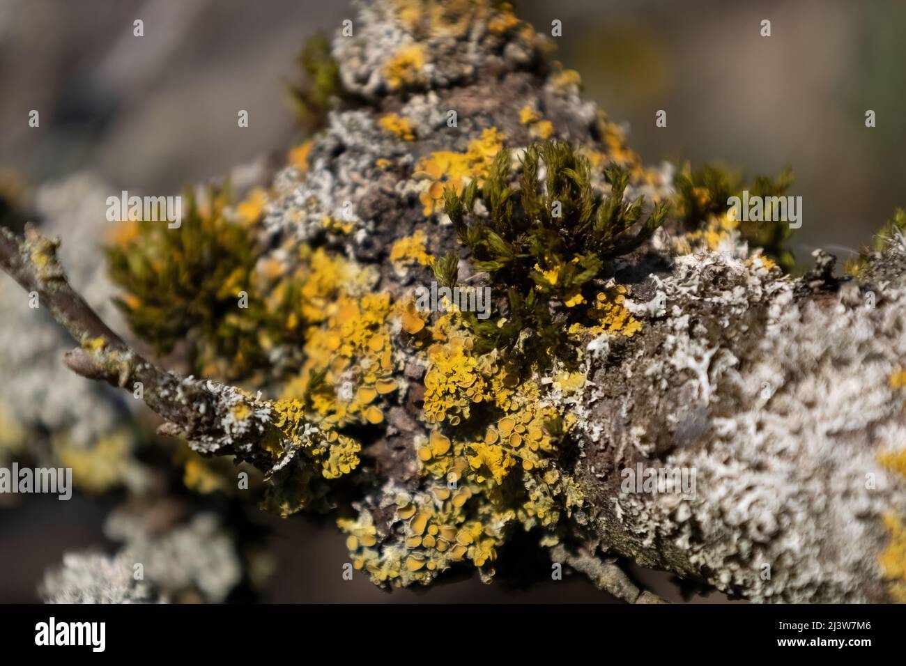 Lichen Stock Photo