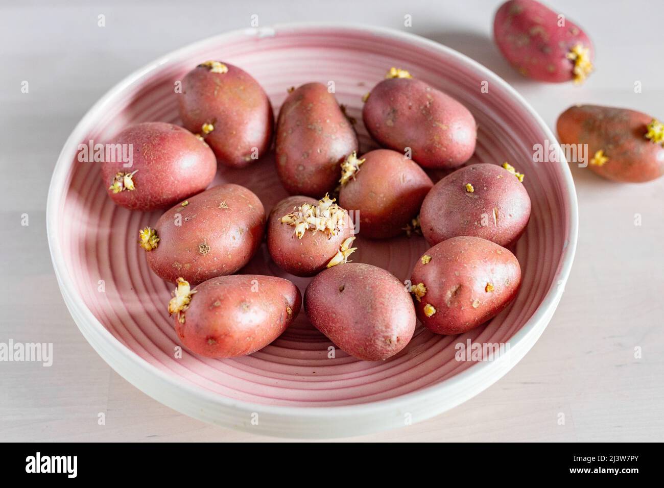 Sprouting Potatoes Stock Photo