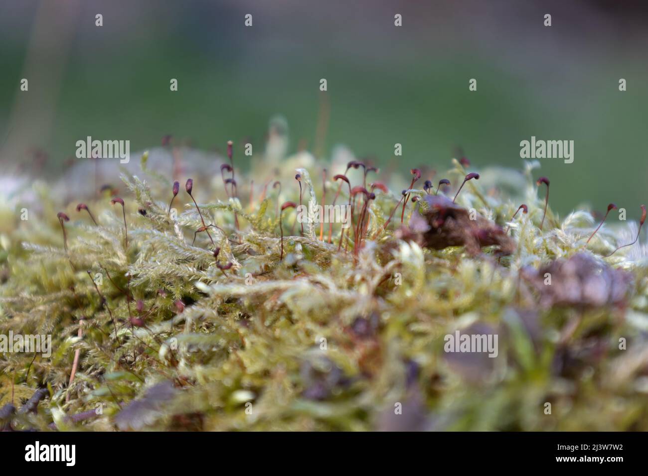 Moss and Spore Capsules Stock Photo