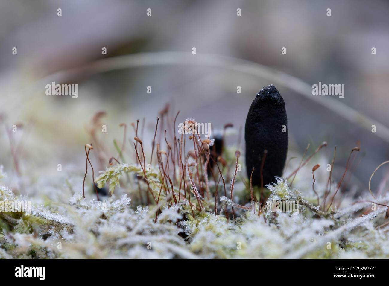 Dead Moll's Fingers and Spore Capsules on Moss Stock Photo