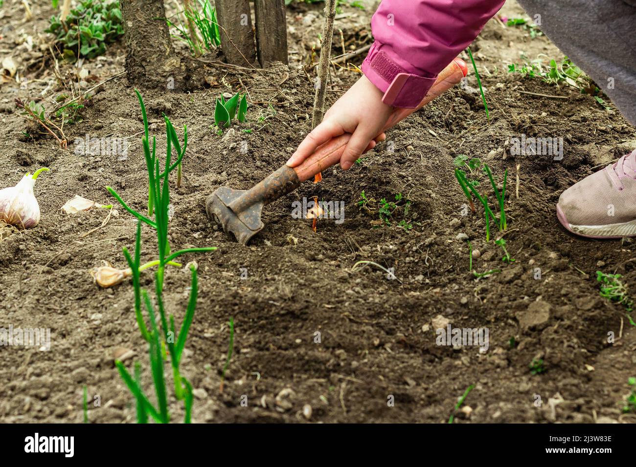 Gardening conceptual background. Children's hands planting little onions in to the soil. Spring
