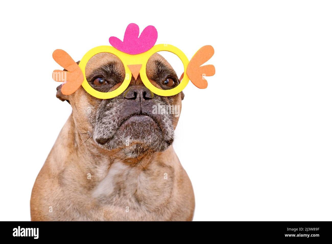 French Bulldog dog wearing funny Easter costume chicken glasses on white background Stock Photo