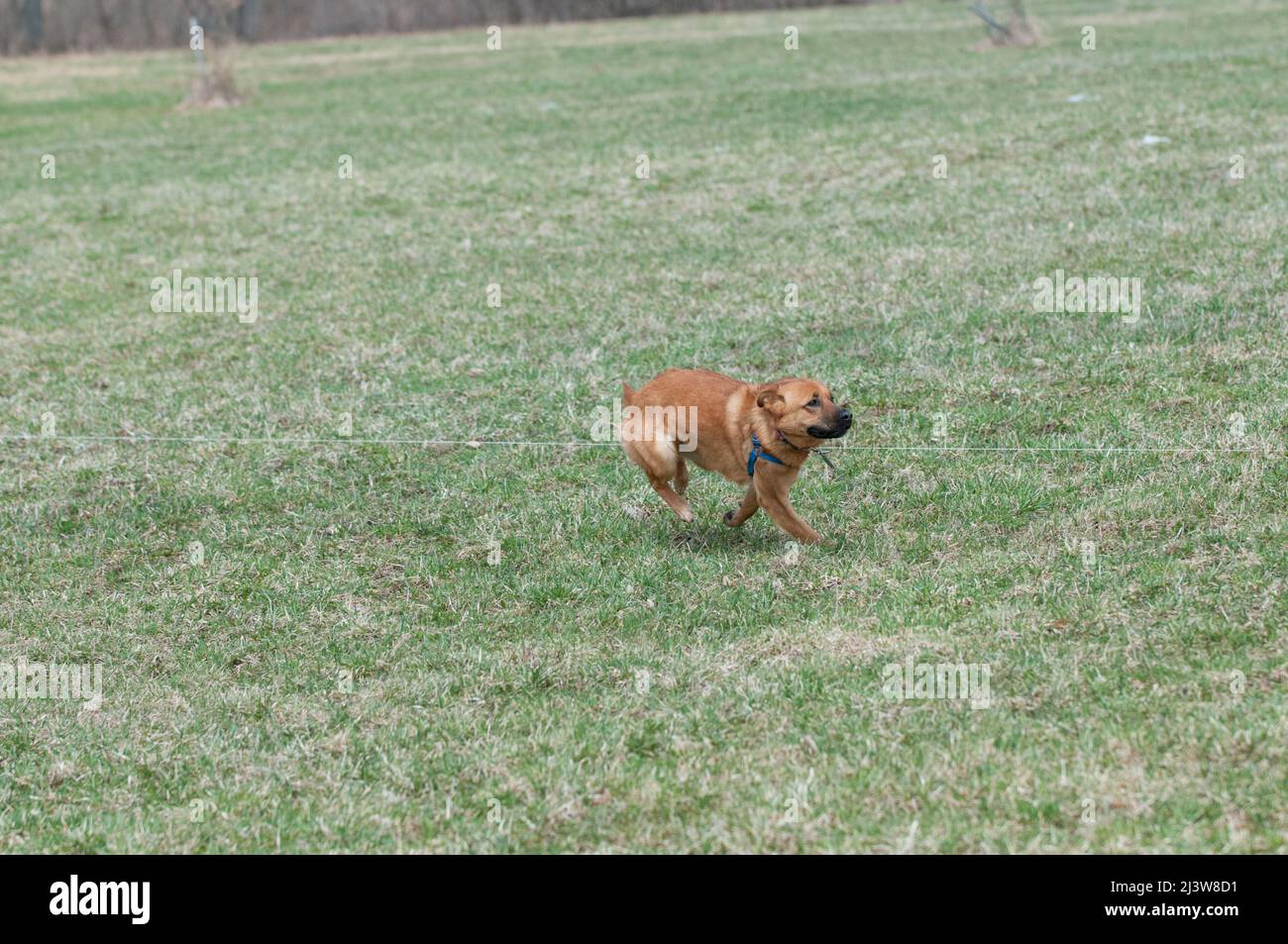 Dog running across the field in lure coursing event Stock Photo