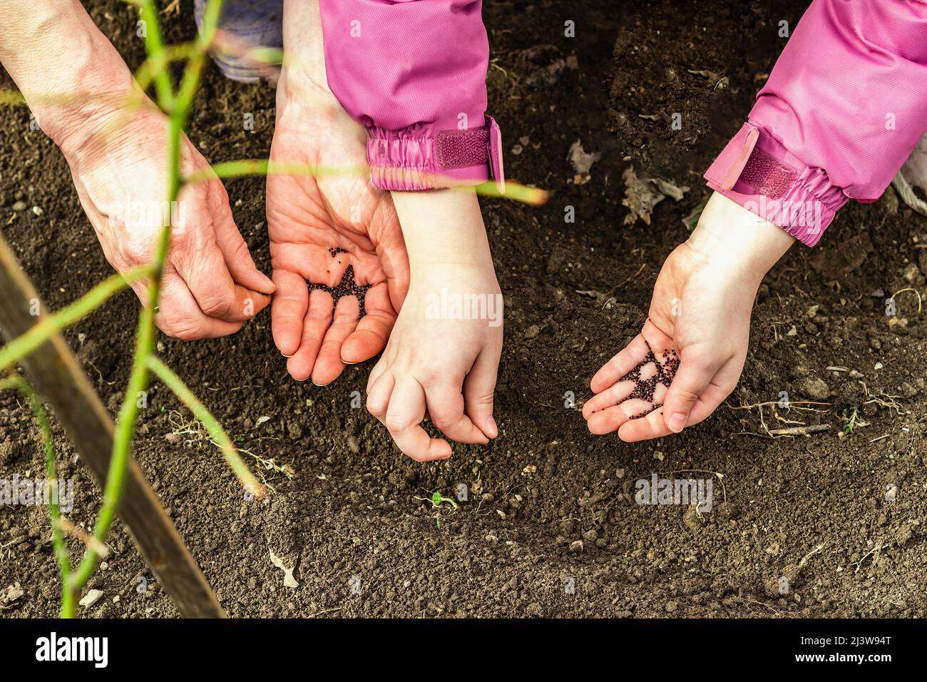 Gardening conceptual background. Children's and woman's hands planting