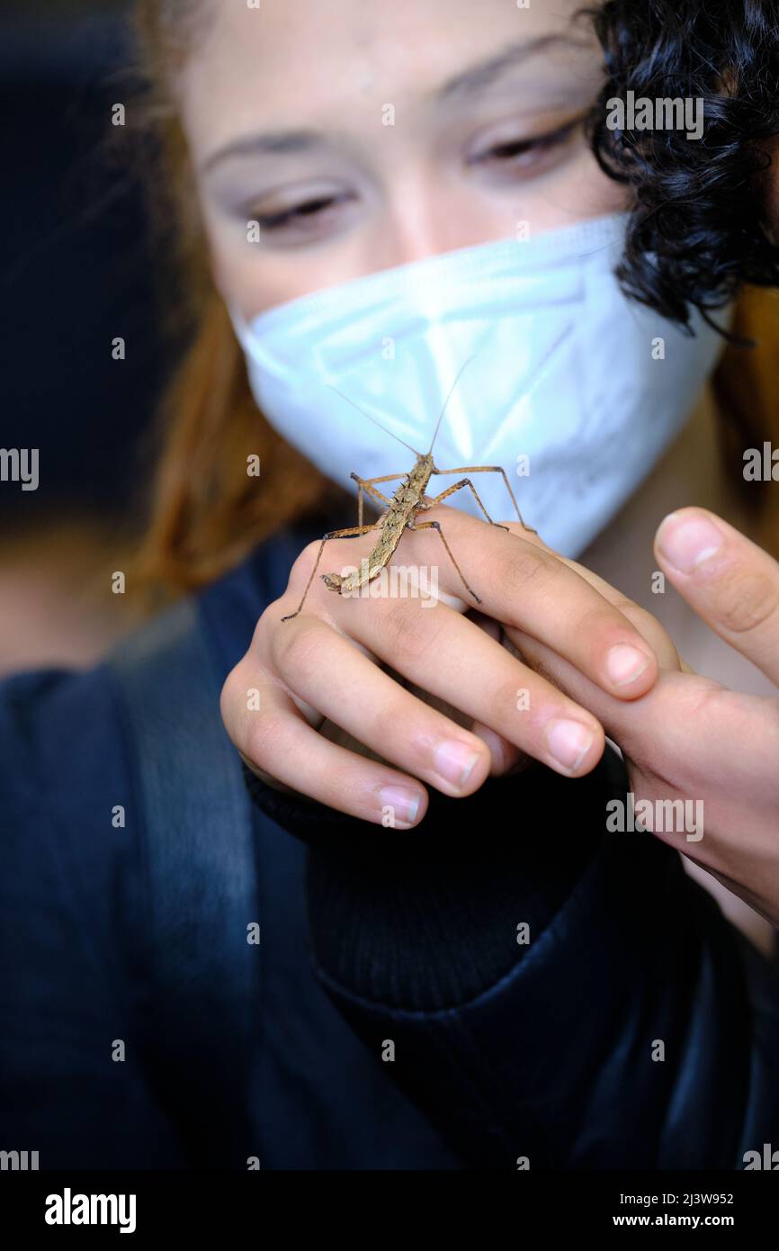 Modena, Italy. 10th Apr, 2022. Insects Meeting, Entomodena, Modena 10 april 2022 - 55 Edition of the historic international event of entomology, malacology and invertebrates, organized by the Modenese Group of Natural Sciences APS Credit: Fadege/Alamy Live News Stock Photo