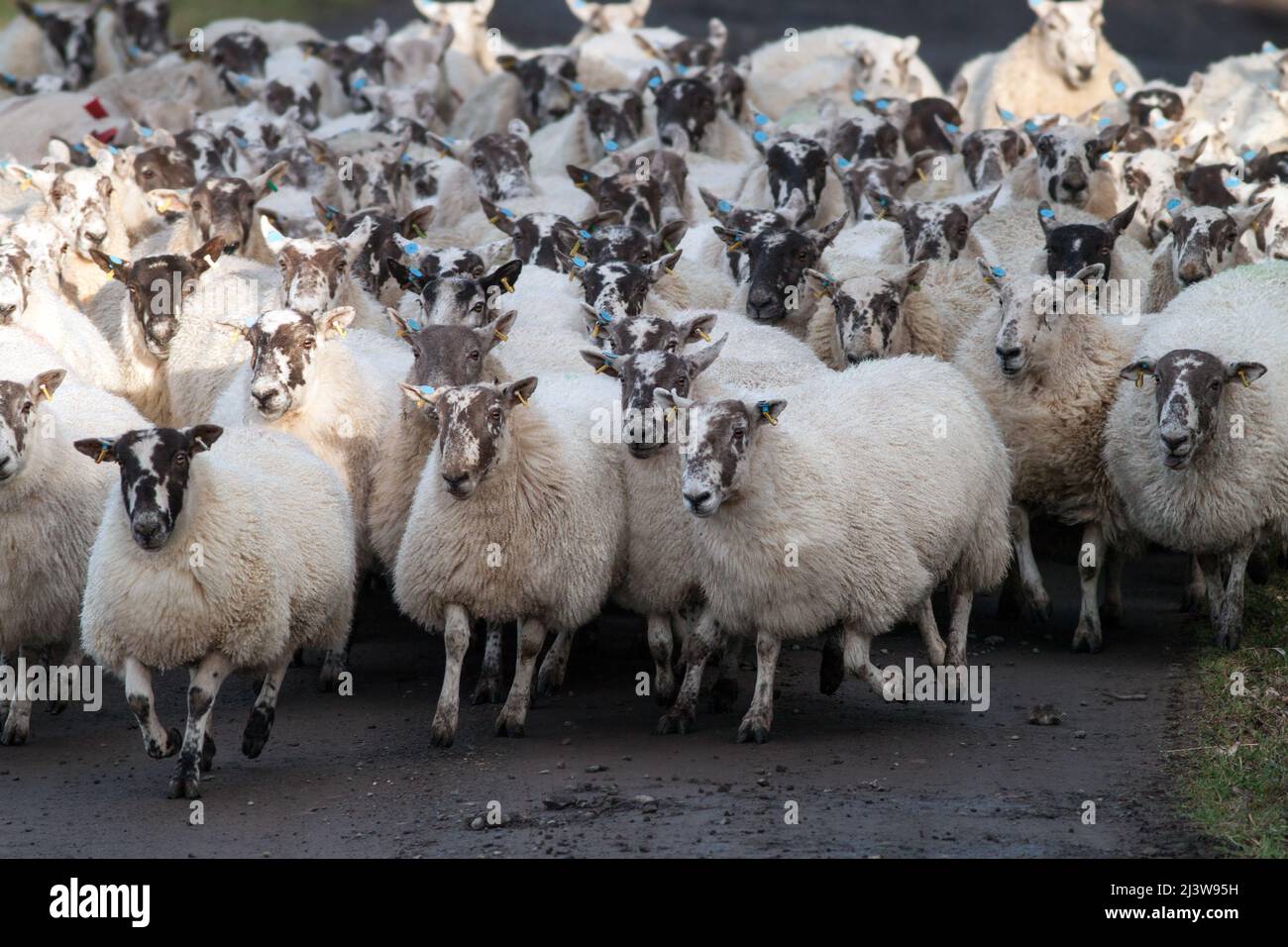Flock of sheep running in a field Stock Photo