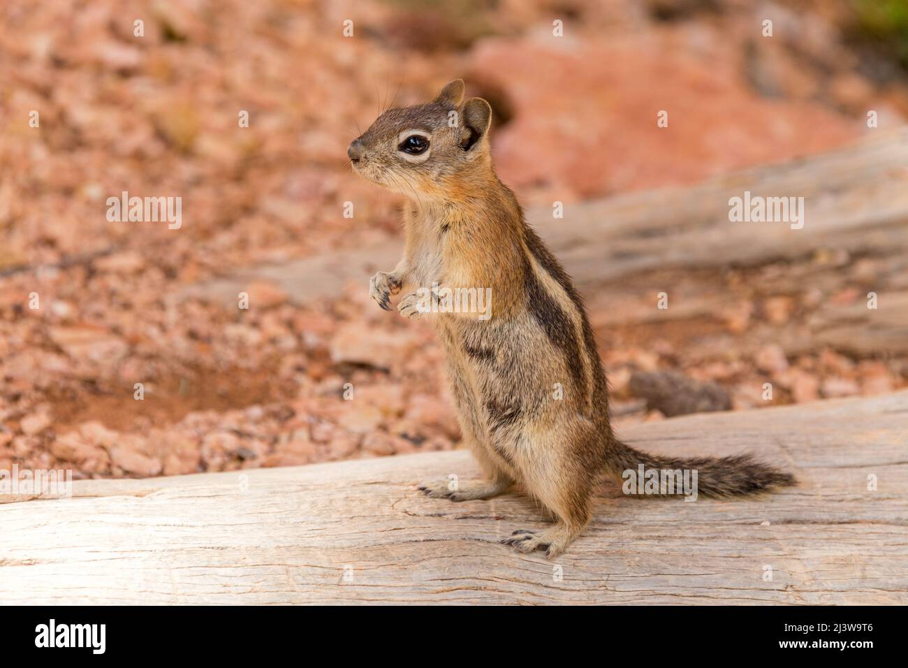 Eastern Chipmunk standing on wooden log in Bryce canyon national park, USA Stock Photo