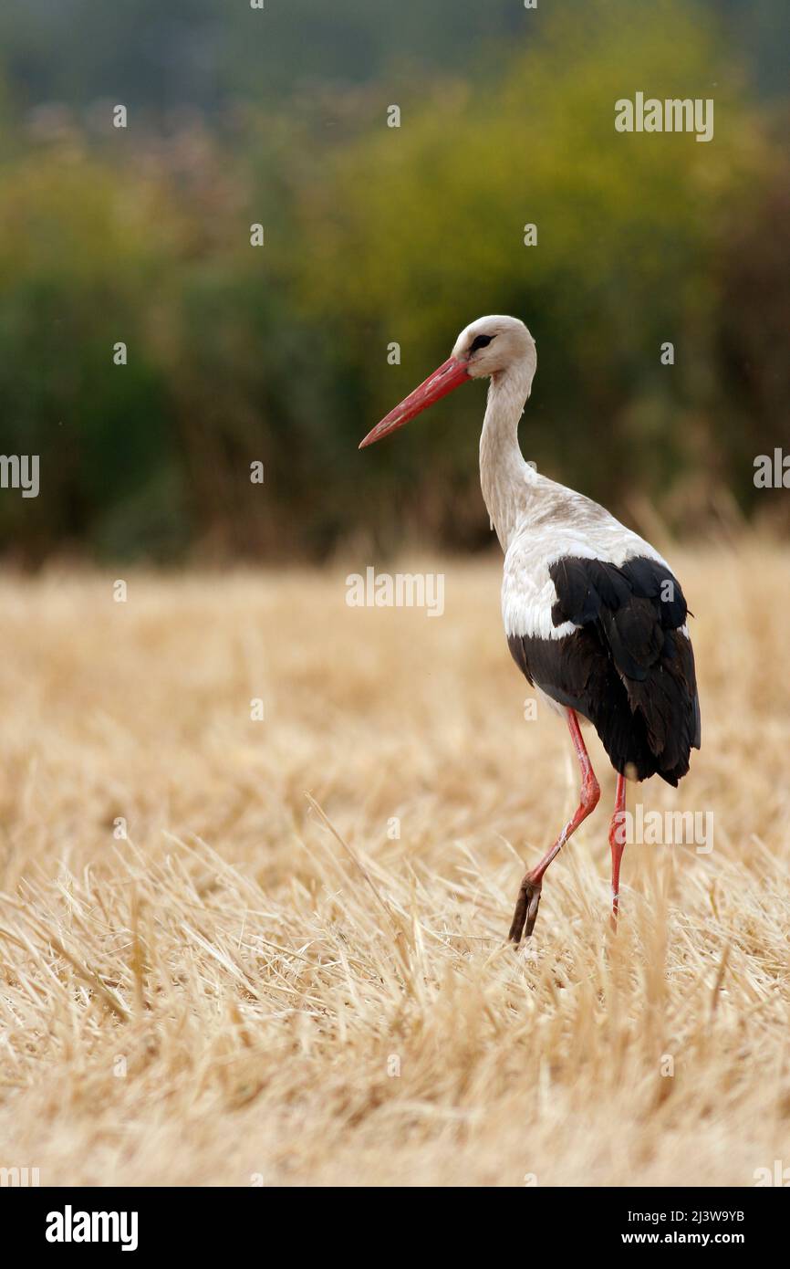 single White Stork (Ciconia ciconia) in a wheat field photographed in Israel in May Stock Photo