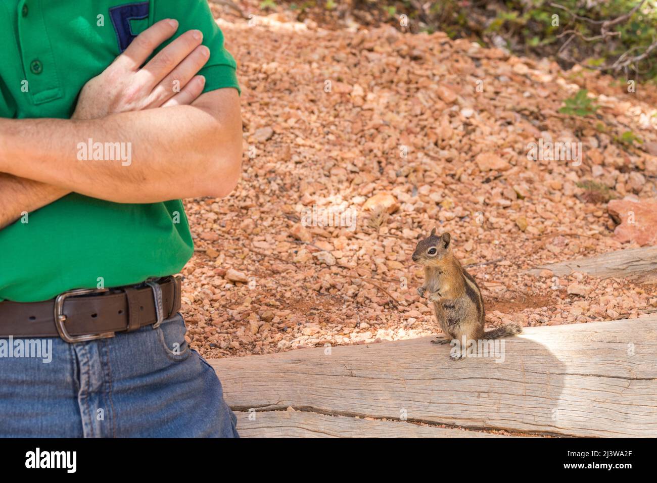 Eastern Chipmunk standing on wooden log in Bryce canyon national park, USA Stock Photo