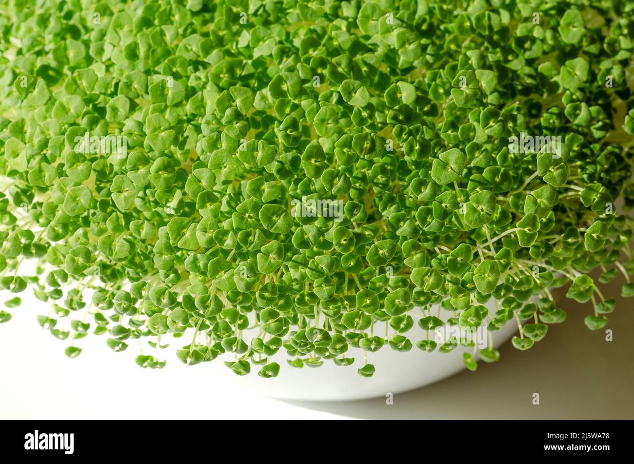 Chia microgreens, growing in a white bowl, from above. Seedlings, young plants and green shoots of Salvia hispanica, a flowering plant. Stock Photo