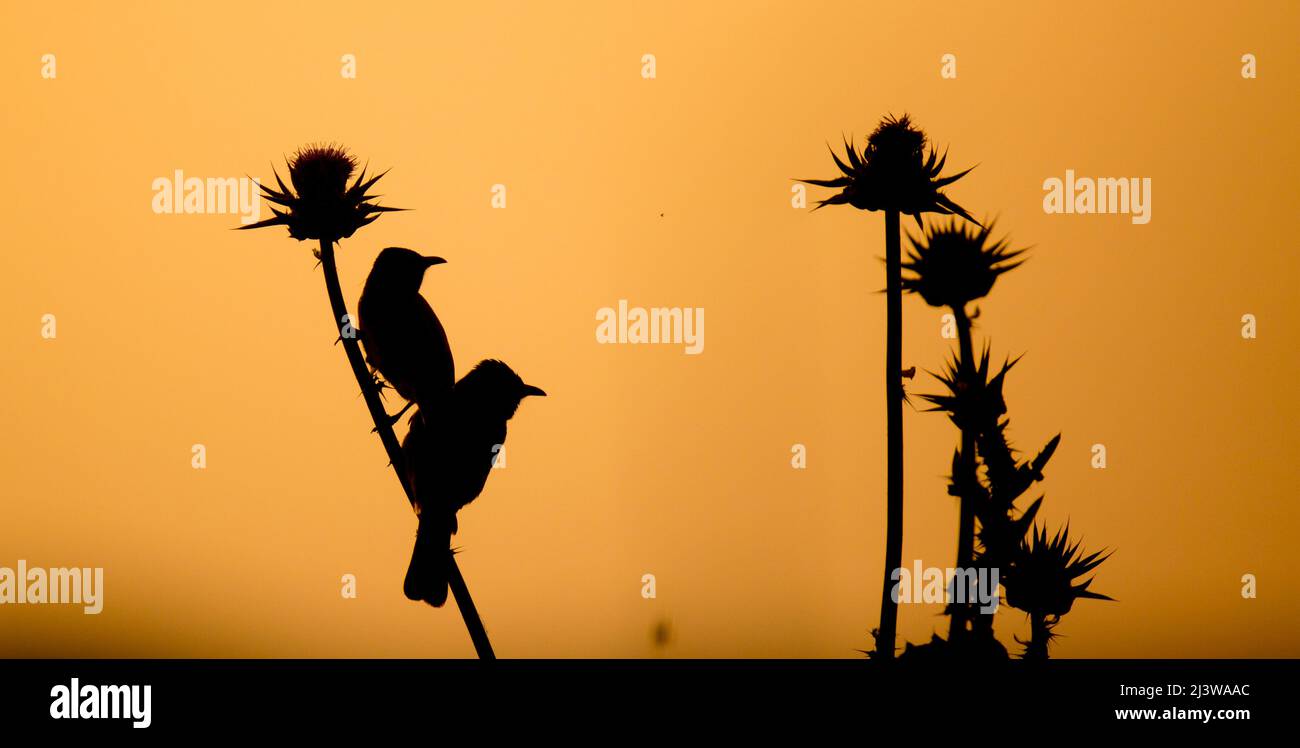 Birds on a thistle silhouetted at sun set Stock Photo