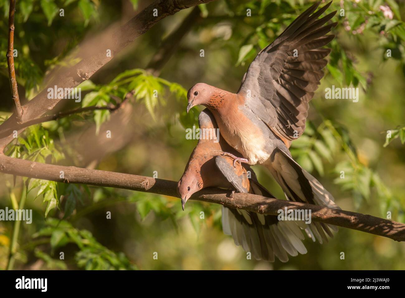 mating Laughing dove (Streptopelia senegalensis) Stock Photo