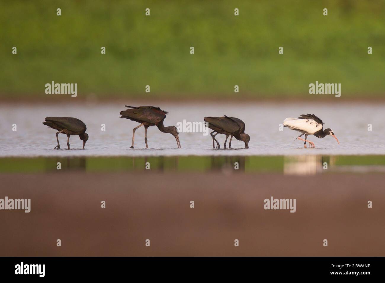 Glossy Ibis (Plegadis falcinellus) feeding on freshwater snails in shallow water. The specimen on the right is a white mutation of this species These Stock Photo