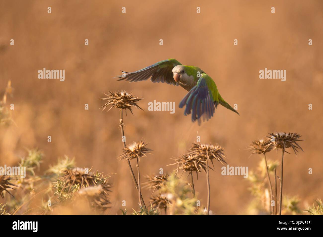 A feral population of Monk Parakeet, also known as the Quaker Parrot, (Myiopsitta monachus) Originally from south America these birds have escaped fro Stock Photo