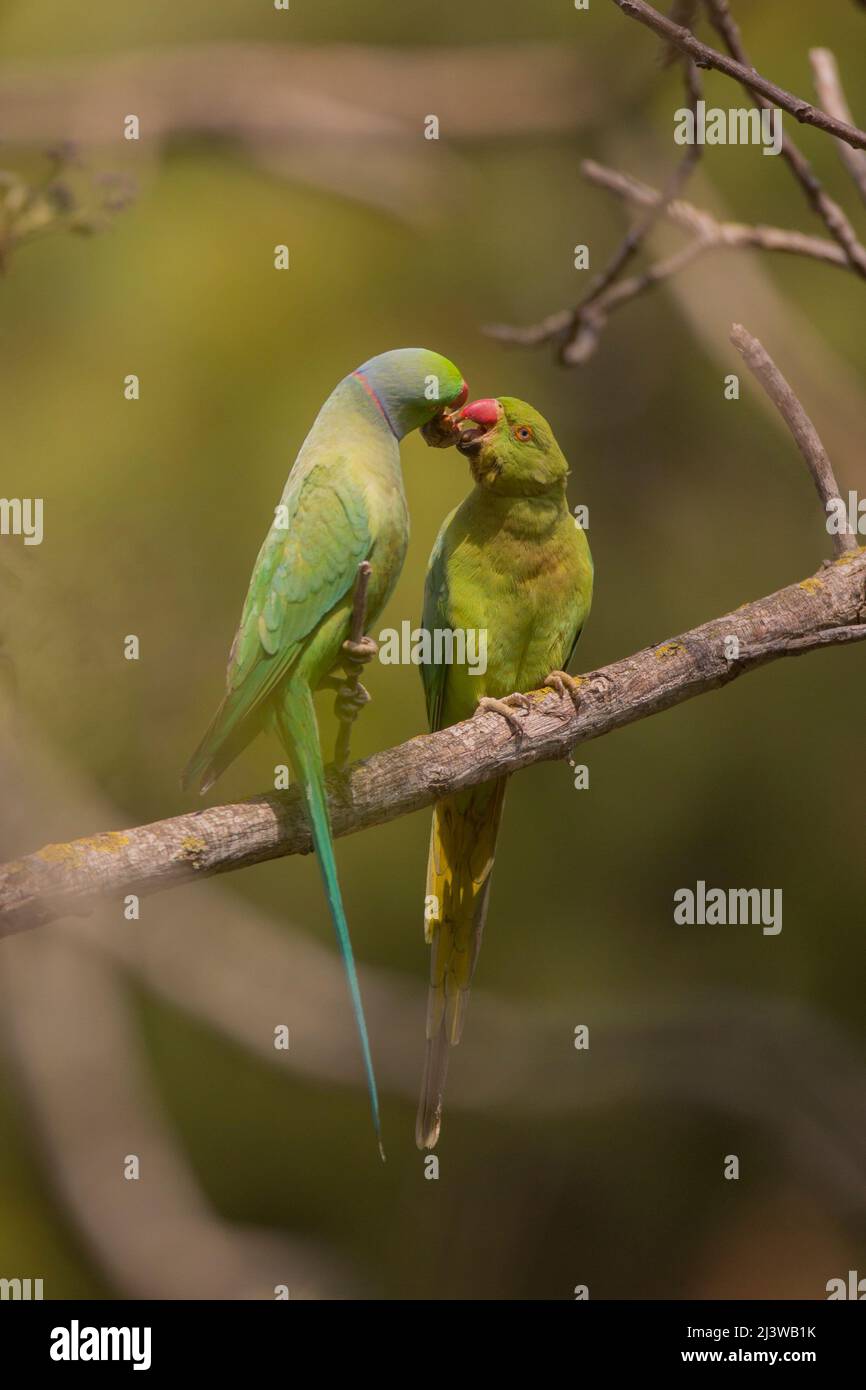 Mating rose-ringed parakeet (Psittacula krameri), The rose-ringed parakeet (Psittacula krameri), also known as the ring-necked parakeet (more commonly Stock Photo