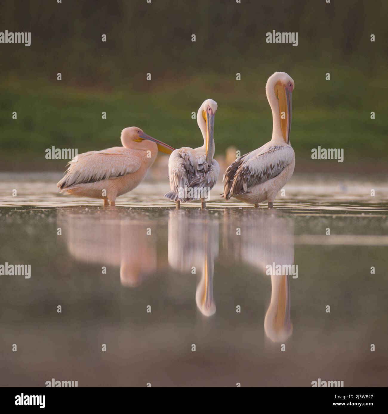 A flock of Pelicans Photographed in Israel in August Stock Photo