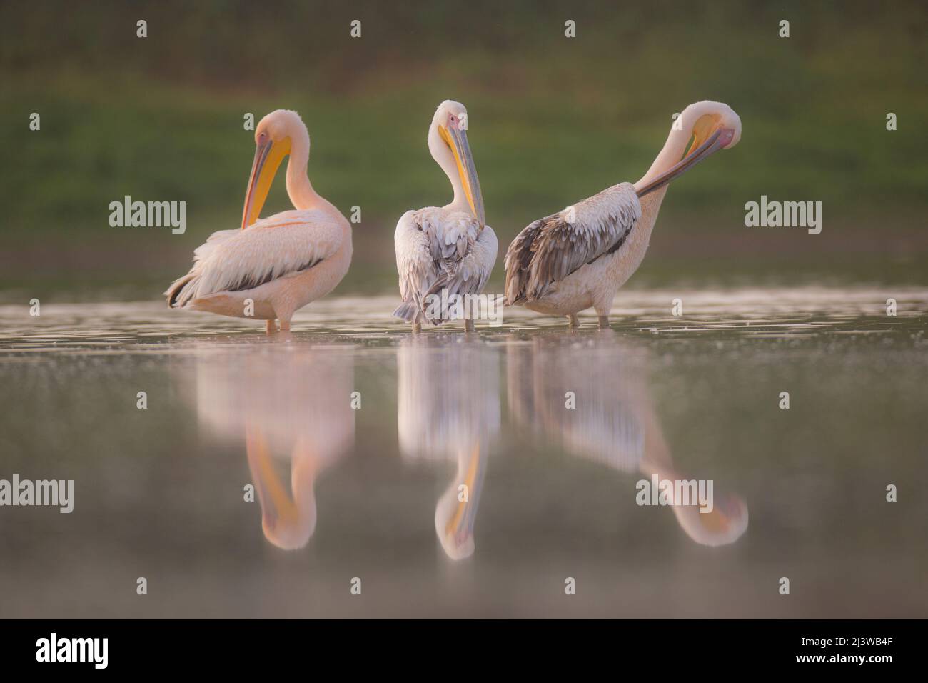 A flock of Pelicans Photographed in Israel in August Stock Photo