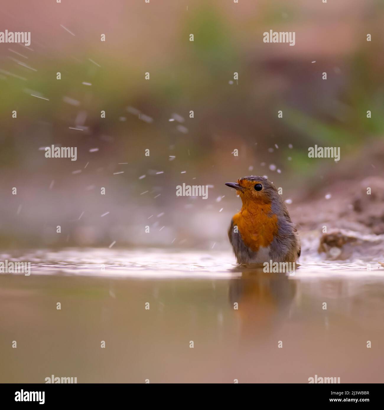 European Robin (Erithacus rubecula) near water, Photographed in israel. in November Stock Photo