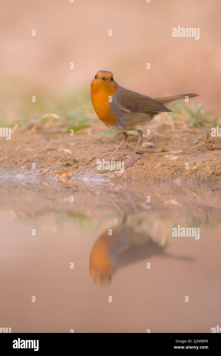 European Robin (Erithacus rubecula) near water, Photographed in israel. in November Stock Photo
