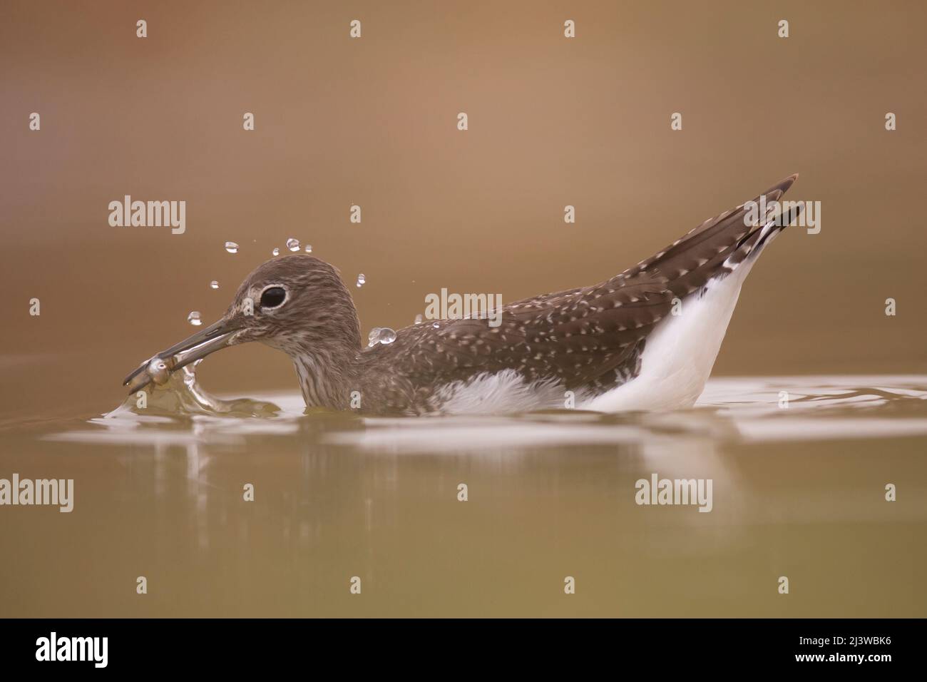 Common sandpiper (Actitis hypoleucos). fishing in water This is a wading bird that inhabits coastal areas. It is a migrant, spending the northern summ Stock Photo