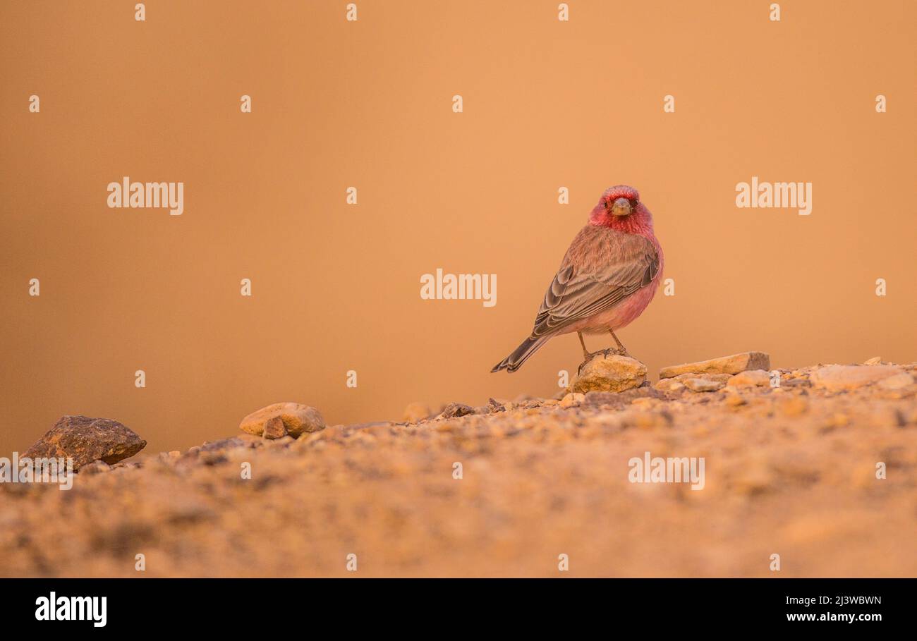 Sinai Rosefinch (Carpodacus synoicus) rear view of a male on the ground, negev desert, israel in November Stock Photo